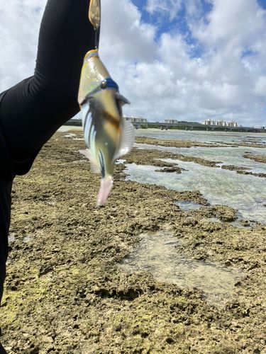 ムラサメモンガラの釣果
