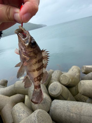 シロメバルの釣果