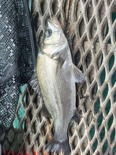 ハネ（ヒラスズキ）の釣果