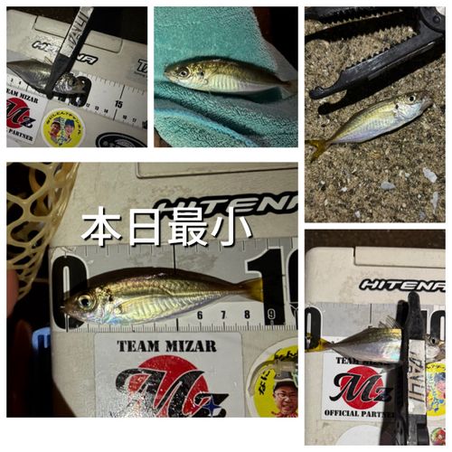 アジの釣果