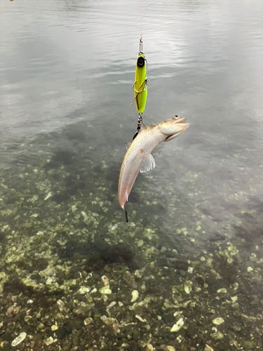 エソの釣果