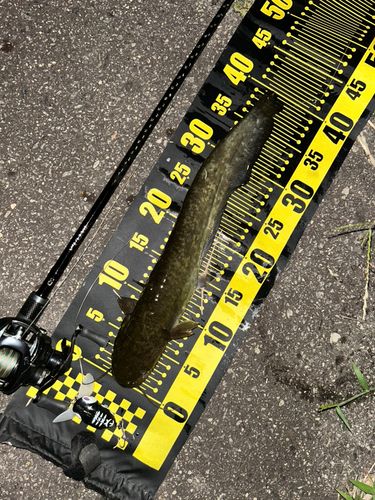 ナマズの釣果