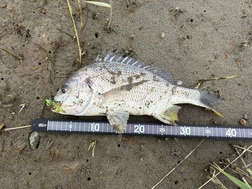 キビレの釣果