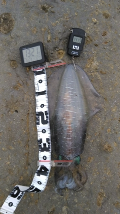 アオリイカの釣果