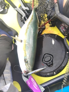 ワラサの釣果