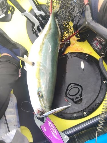 ワラサの釣果