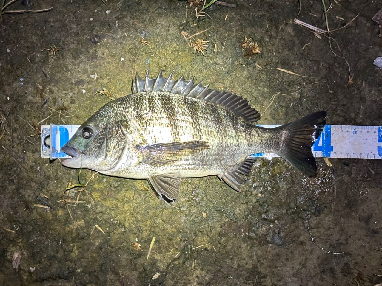 DAIWA 20ラテオ モバイル 90ML-4の最安値・インプレ・釣果 | 本音の