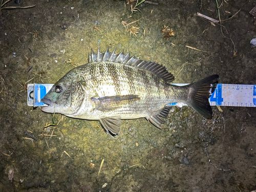 クロダイの釣果