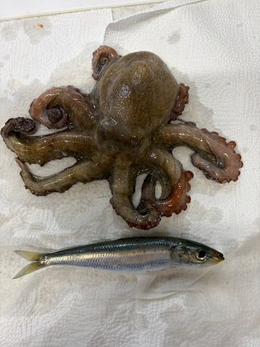 タコの釣果