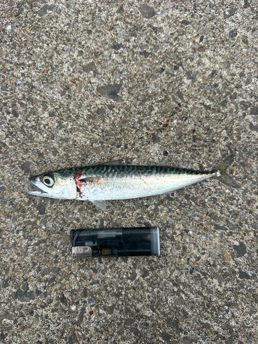 サバの釣果