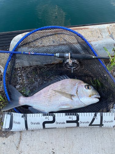 ヘダイの釣果