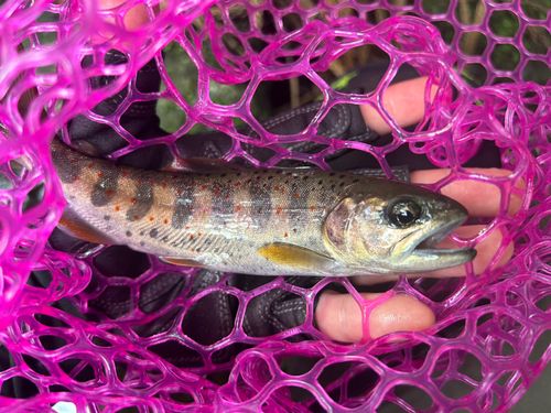 アマゴの釣果