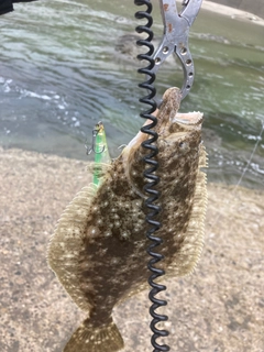 ムラソイの釣果