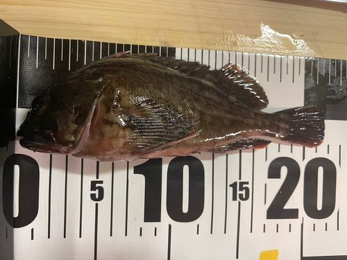 ガシラの釣果