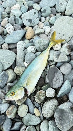 ワカシの釣果