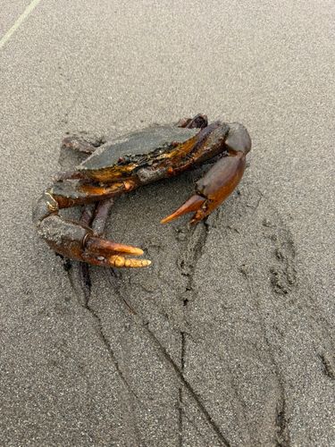 ノコギリガザミの釣果