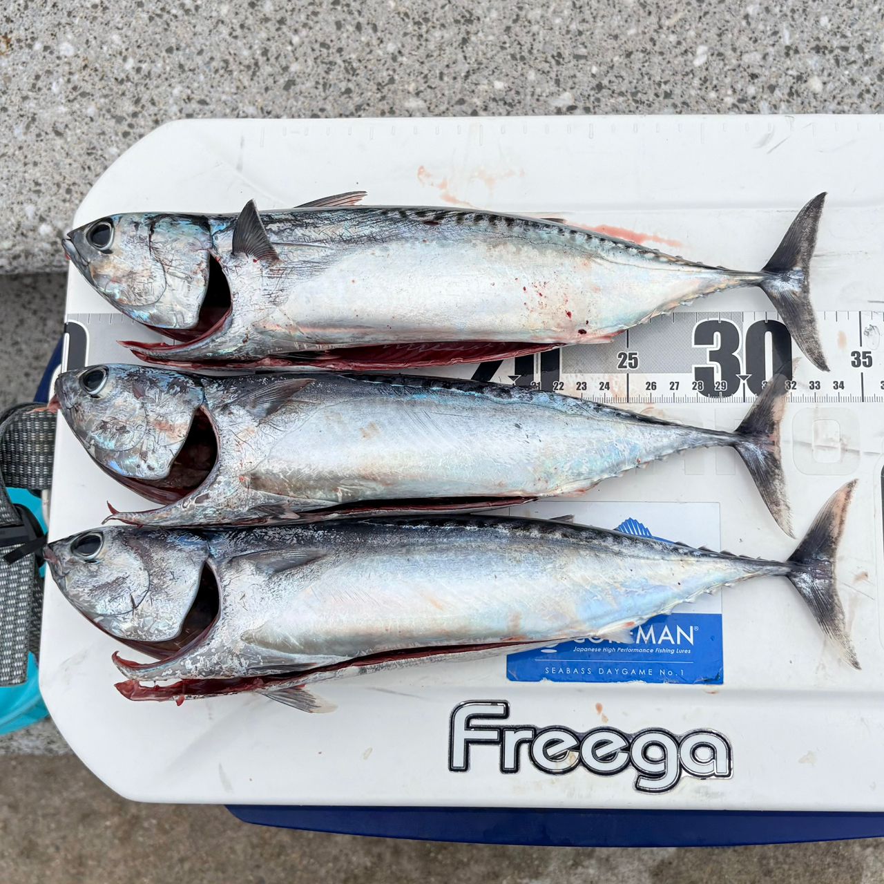 SHIMANO 19ヴァンキッシュ 3000MHGの最安値・インプレ・釣果 | 本音の
