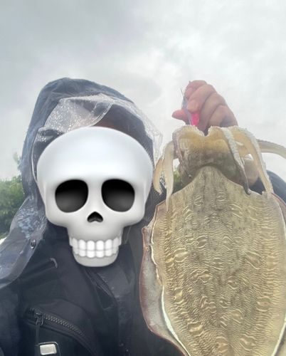 モンゴウイカの釣果