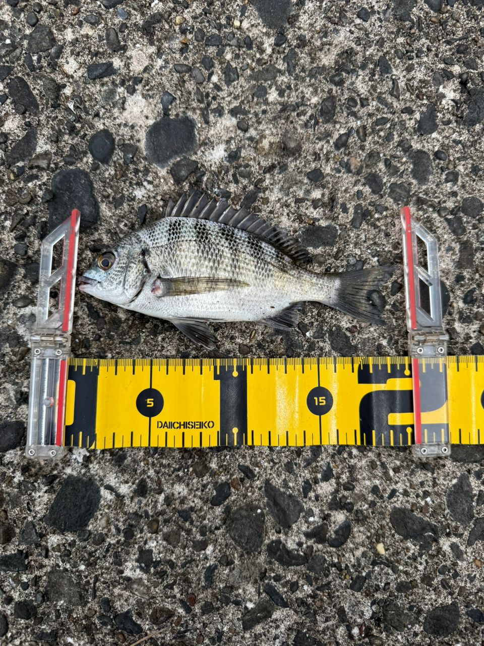 DAIWA 21ラブラックス AGS 86MLの最安値・インプレ・釣果 | 本音の