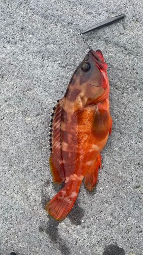 アカハタの釣果