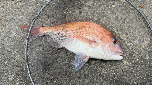タイの釣果
