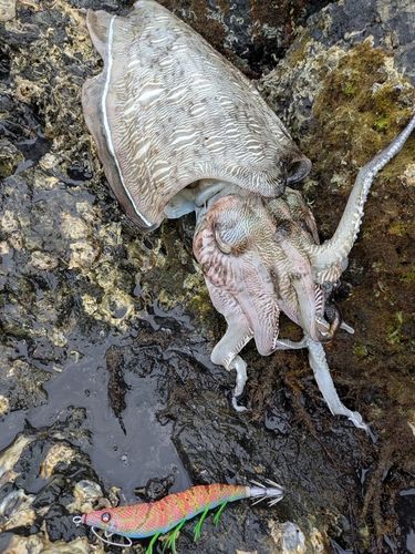 モンゴウイカの釣果