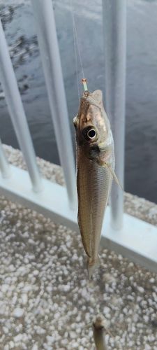 シロギスの釣果