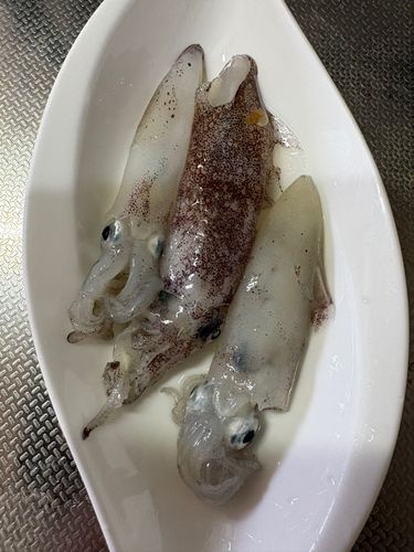マメイカの釣果