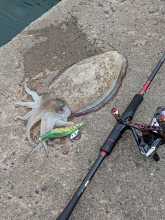 モンゴウイカの釣果