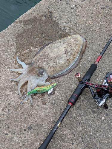 モンゴウイカの釣果