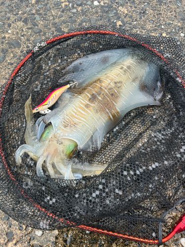 アオリイカの釣果