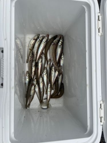 キスの釣果