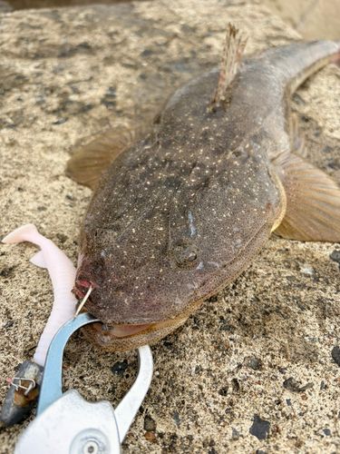 マゴチの釣果