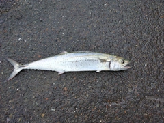 サゴシの釣果
