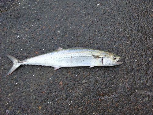 サゴシの釣果