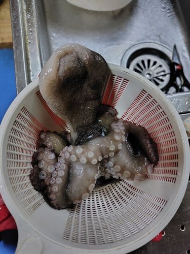 マダコの釣果