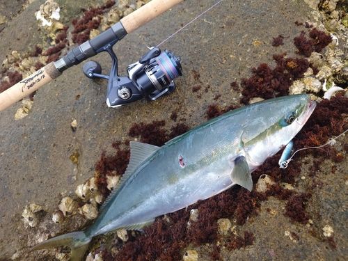 ワラサの釣果
