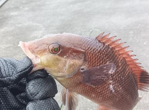 コブダイの釣果