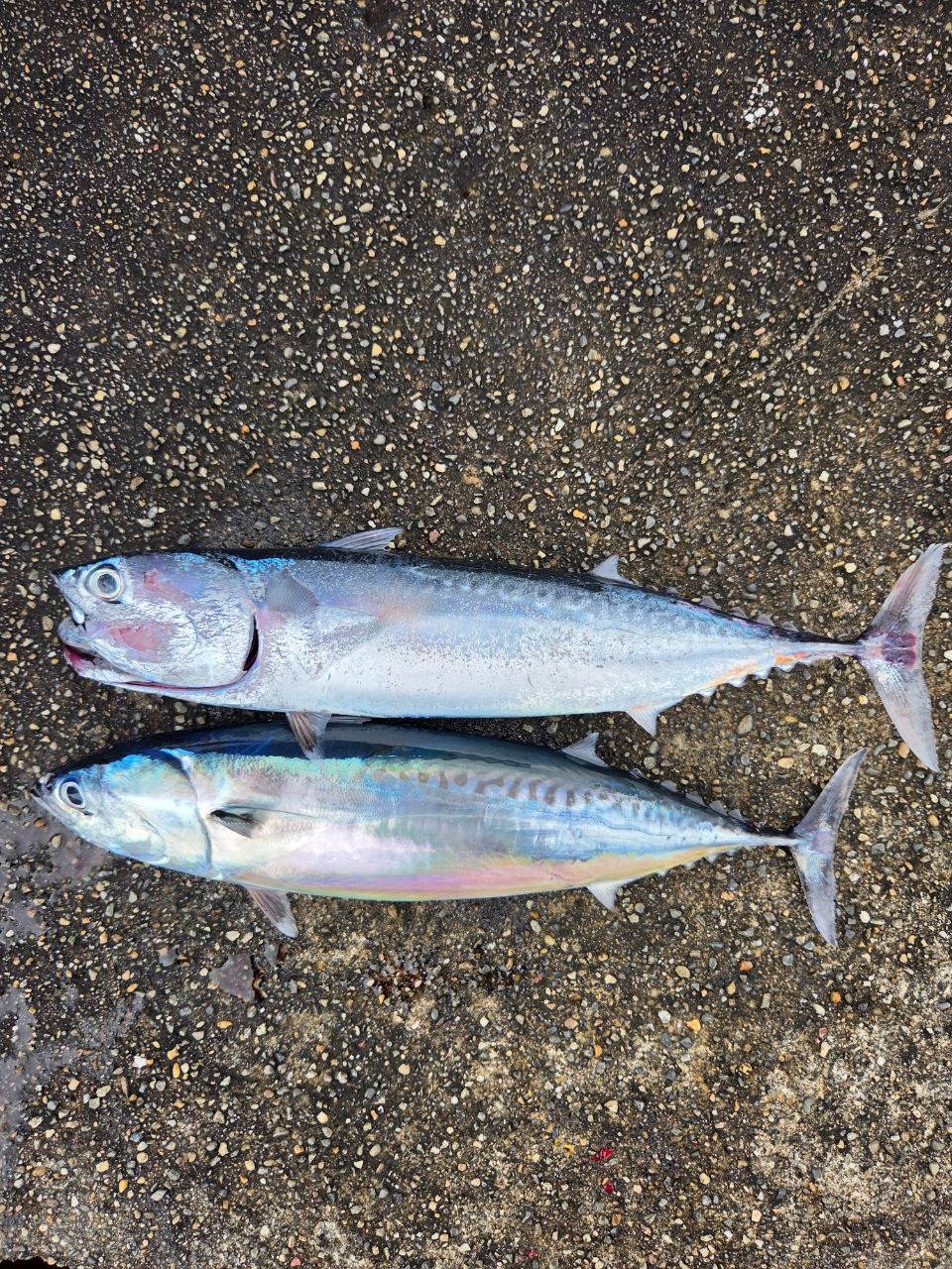 SHIMANO 23ディアルーナ S106MHの最安値・インプレ・釣果 | 本音の