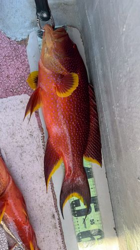 釣果