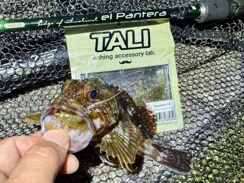 ガシラの釣果