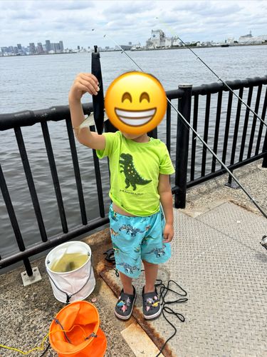 サッパの釣果