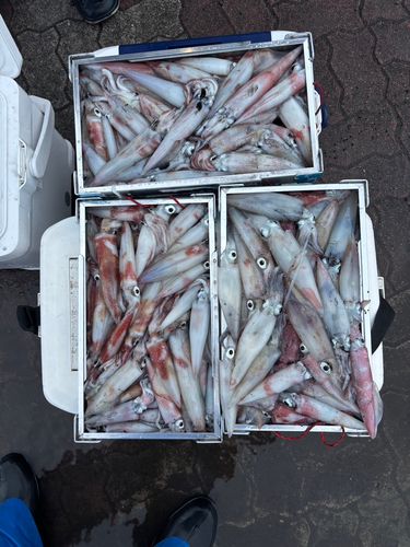アカイカの釣果