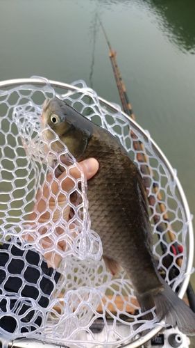 ヘラブナの釣果