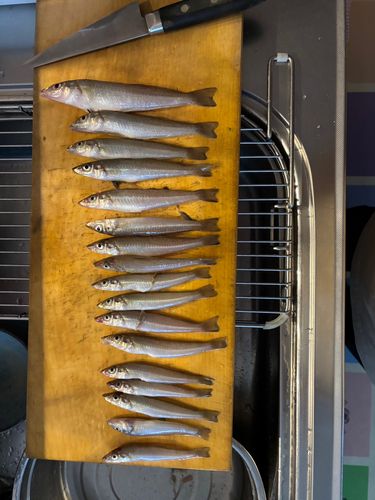 キスの釣果