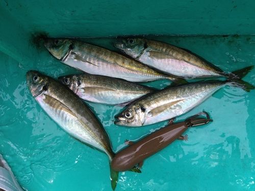 マアジの釣果