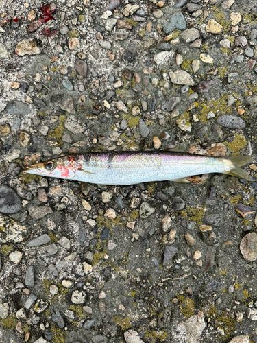 カマスの釣果