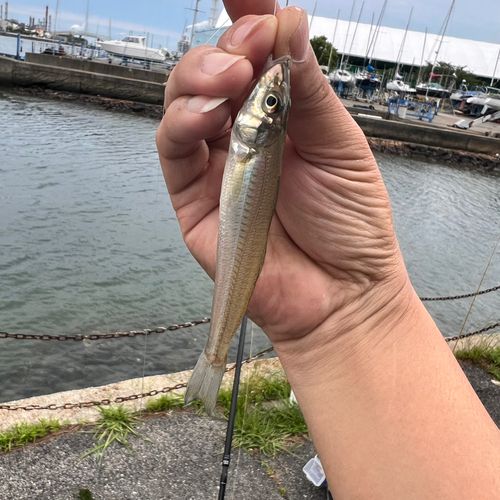 シロギスの釣果