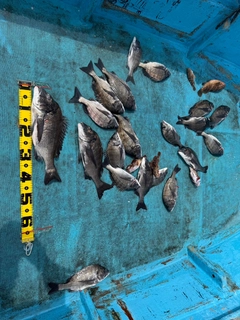 クロダイの釣果