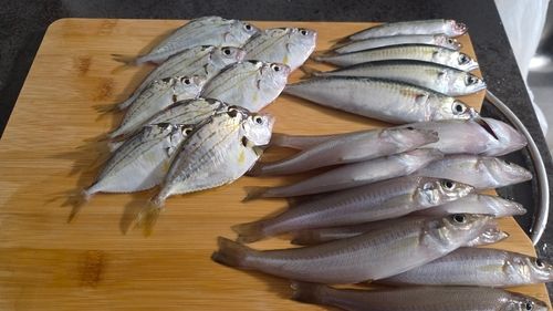 キスの釣果